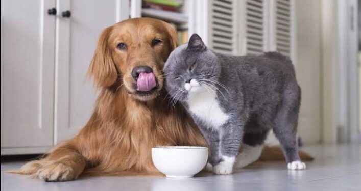 বাড়িতে পোষ্য রাখবেন ভাবছেন—–Thinking of keeping a pet at home?